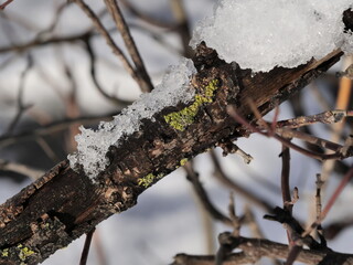 Poster - snow covered tree