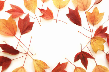 red maple leaf