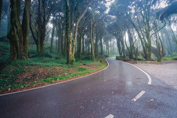 Wall Mural - Road in a forest covered with mist