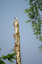 A Seagull Laughing On A Tree Trunk.