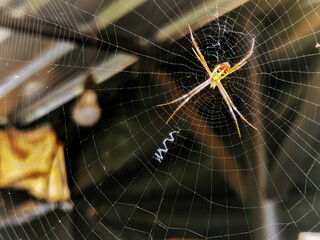spider and web