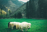 Fototapeta Na ścianę - Widok na góry Tatry oraz stado pasących się owcy