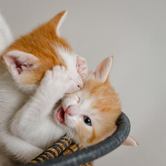 deux petits chatons en train de se battre dans leur panier, l'un pose ses pattes sur les yeux de l'autre