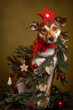 dog in santa hat with christmas gift
christmas dog