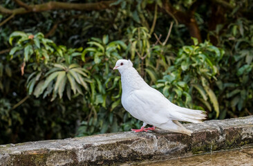 Wall Mural - Fancy white pigeon standing alone on the rooftop