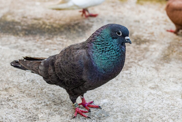 Wall Mural - Close up shot of an angry black pigeon on the ground