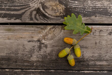 Rustic Weathered Wood Background With Acorns And Cones Fall Decoration, Acorns On Wood Background