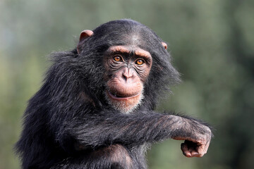 Wall Mural - close up shot of chimpanzee (Pan troglodytes) in habitat