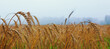 Ears of rye early in the morning, rye field of ripe ears with drops of water, harvest time, fog at dawn