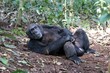 Chimpanzee, (Pan troglodytes), Kibale National Park - Uganda, Africa 