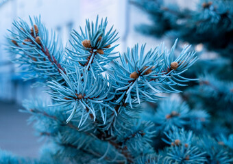  Blue spruce background. Coniferous tree. Nature, Christmas, New Year, seasonal concept. Selective focus.