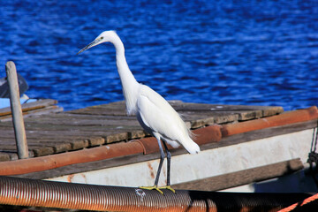 Poster - aigrette aux aguets