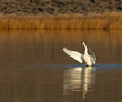 swan on the lake, tundra swan