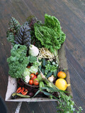 Fototapeta  - taczka pełna świeżych warzyw plony z ogrodu organicznego