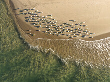 Aerial View Of Flock Of Birds At Beach