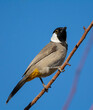 White-eared Bulbul bird with blue sky background perched on a tree branch of the White-eared Bulbul home garden ( Pycnonotus leucotis )