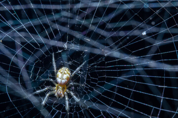 A small spider hanging on its web