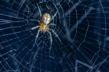 A small spider hanging on its web