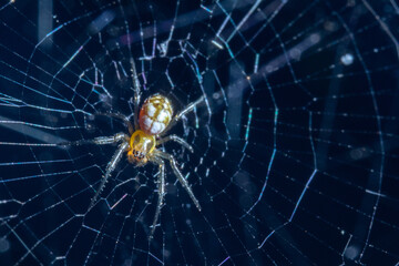 A small spider hanging on its web