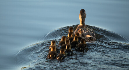 Wild duck with a large brood of ducklings.