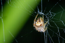 A Small Spider Hanging On Its Web