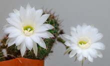 Two Big Bright Cactus Flowers On A White Background. Selective Focus.
