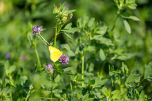 Yellow Green And Pink Butterfly Feasting On Purple Alfalfa Blooms