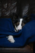 Śpiący czarno biały pies na kanapie pod niebieskim kocem