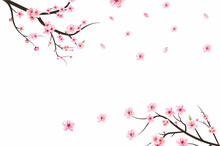 Cherry Blossom Branch With Sakura Flower. Sakura On White Background. Watercolor Cherry Blossom Vector. Pink Sakura Flower Background. Watercolor Cherry Bud. Cherry Blossom Branch With Pink Flower.