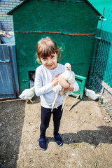 Wall Mural - The child in the chicken coop feeds the hens. Selective focus.