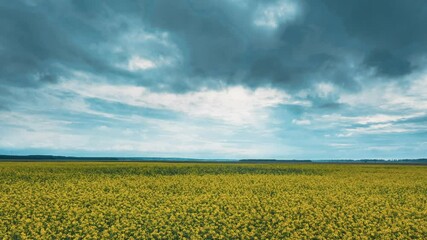 Wall Mural - Drone lapse Hyperlapse Aerial View Of Agricultural Landscape With Flowering Blooming Canola Colza Oilseed In Field Meadow In Spring Season. Blossom Of Canola Yellow Flowers. Beautiful Rural Landscape