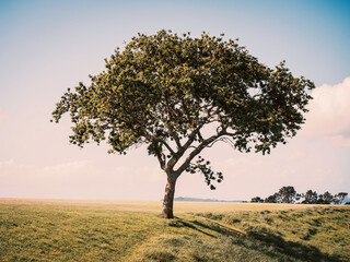 Wall Mural - Lonely oak tree