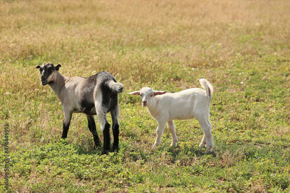 Cute baby goats grazing on farm