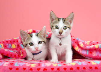 Wall Mural - Two adorable white and tan tabby kittens wearing collars with bells peeking out from under a pink blanket with LOVE written on it, looking directly at viewer. Pink background.