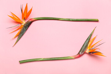 Wall Mural - Bird of paradise flowers on pink background