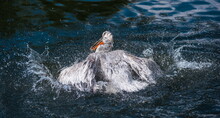 Pelican In The Water