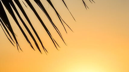 Wall Mural - Palm leaves on background of beautiful sunset. High quality photo