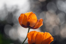Close Up Shot Of Orange Poppy Flowers.
