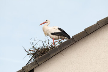 Poster - Storch