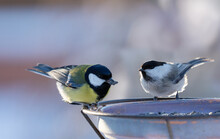 Two Little Songbirds Sitting On Bird Feeder. The  Great Tit And  Black-capped Chickadee
