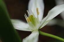 White Noble Flower "Ornithogalum" Closeup Photo