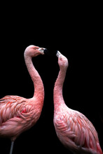 Beautiful Flamingo Head, Close Up With Black Background. Fighting Flamingos. Pink, Head Shot