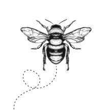 Vector. Honey Bee Drawing Black On White Background