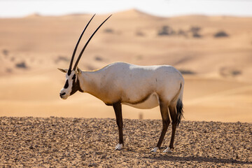 Wall Mural - Arabian Oryx in the red sands desert conservation area of Dubai, United Arab Emirates