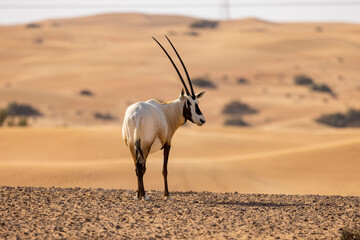 Wall Mural - Arabian Oryx in the red sands desert conservation area of Dubai, United Arab Emirates