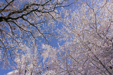 Poster - branches under the snow