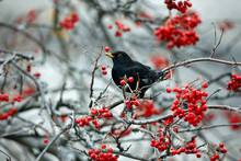 Blackbirds Feeding On The Rowan Berries