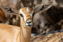 Arabian Gazelle In Natural Habitat Within A Protected Conservation Area In Dubai, United Arab Emirates 