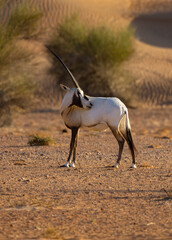 Wall Mural - Arabian Oryx in the red sands desert conservation area of Dubai, United Arab Emirates