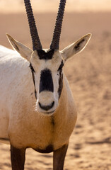 Wall Mural - Arabian Oryx in the red sands desert conservation area of Dubai, United Arab Emirates